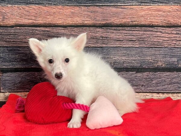 American Eskimo Dog-Dog-Male-White-25400-Petland Scottsdale, Arizona