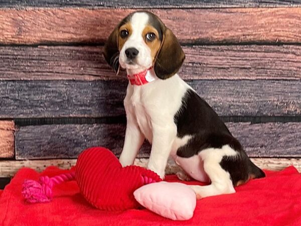Beagle-DOG-Female-Black White and Tan-25397-Petland Scottsdale, Arizona