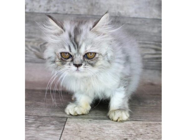 Persian-Cat-Female-Blue-25430-Petland Scottsdale, Arizona