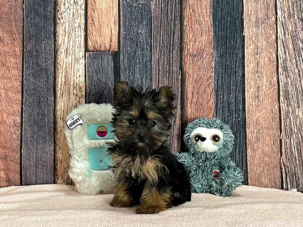 2nd Generation Morkie-Dog-Female-Black / Tan-25429-Petland Scottsdale, Arizona