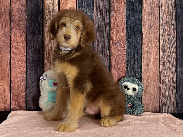 Australian Shepherd/Standard Poodle-Dog-Male-Bronze-25417-Petland Scottsdale, Arizona