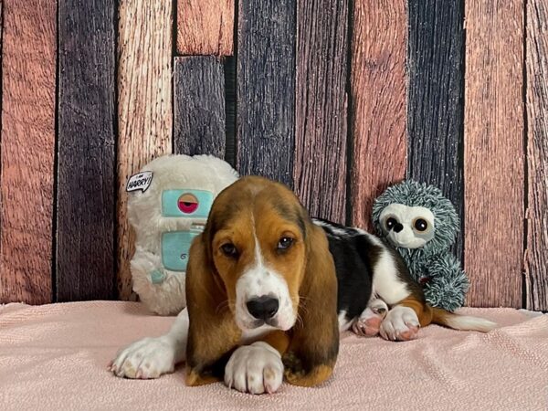 Basset Hound-Dog-Male-Black White / Tan-25419-Petland Scottsdale, Arizona