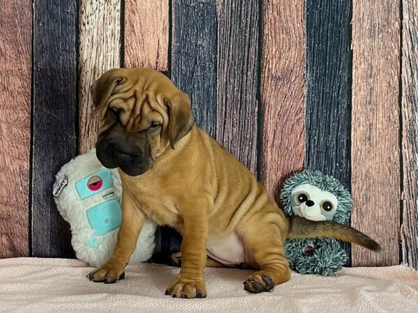 Beagle/Shar Pei-Dog-Female-Red-25425-Petland Scottsdale, Arizona