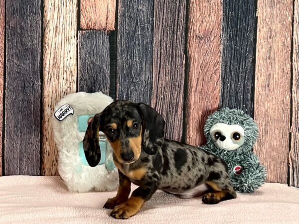 Dachshund-Dog-Male-Black / Tan-25421-Petland Scottsdale, Arizona