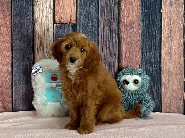 F1B Mini Goldendoodle-DOG-Female-Red-25427-Petland Scottsdale, Arizona