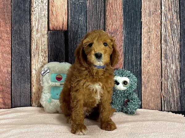 F1B Mini Goldendoodle-Dog-Male-Red-25428-Petland Scottsdale, Arizona