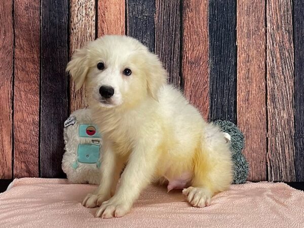 Great Pyrenees-Dog-Male-White-25410-Petland Scottsdale, Arizona