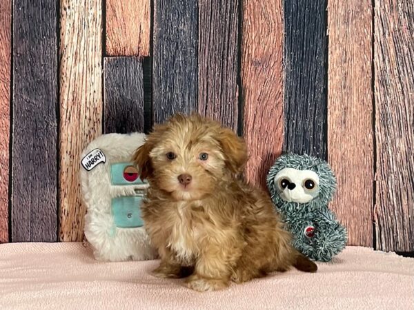 Havanese-Dog-Male-Chocolate Sable-25411-Petland Scottsdale, Arizona