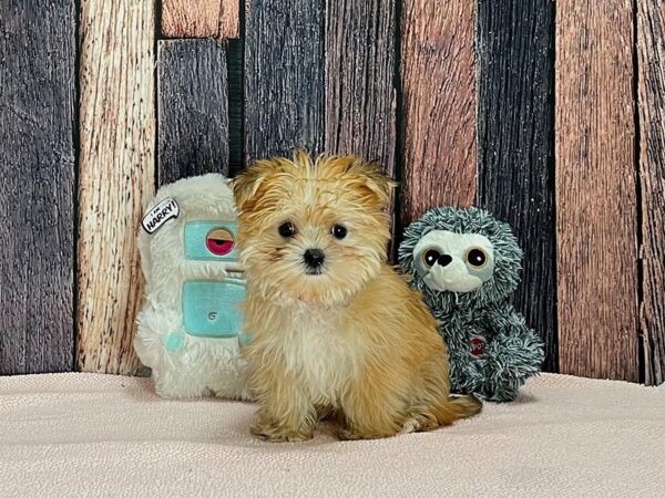 Maltese/Yorkshire Terrier-DOG-Female-Gold-25418-Petland Scottsdale, Arizona