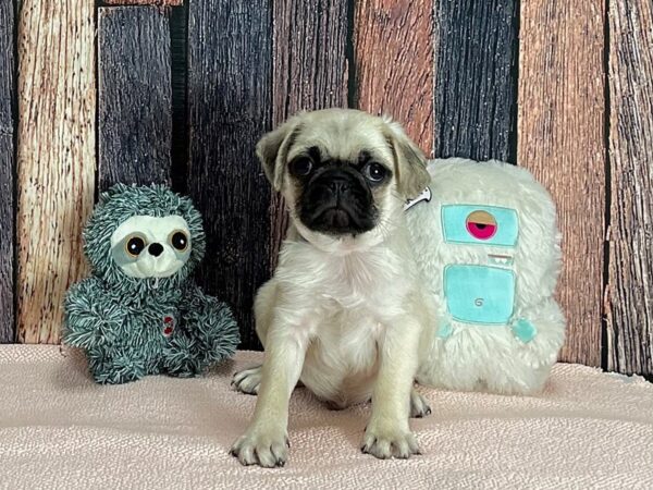 Pug-DOG-Male-Fawn-25414-Petland Scottsdale, Arizona