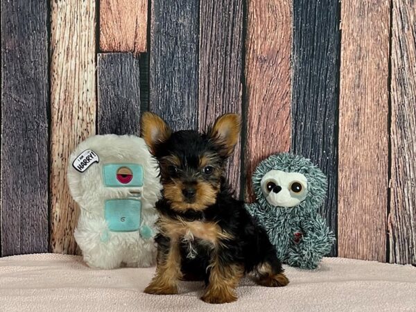 Yorkshire Terrier-Dog-Female-Black / Tan-25423-Petland Scottsdale, Arizona