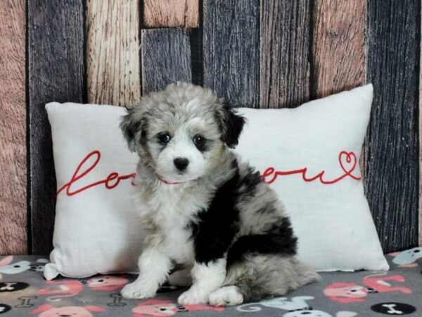 Australian Shepherd/Poodle-Dog-Female-Blue Merle-25453-Petland Scottsdale, Arizona