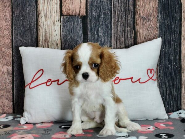 Cavalier King Charles Spaniel-Dog-Male-Blenheim-25443-Petland Scottsdale, Arizona