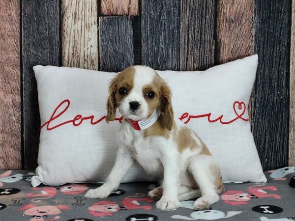 Cavalier King Charles Spaniel-Dog-Female-Blenheim-25433-Petland Scottsdale, Arizona