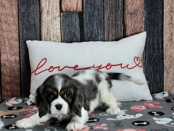 Cavalier King Charles Spaniel-Dog-Male-Blue Merle / Tan-25442-Petland Scottsdale, Arizona