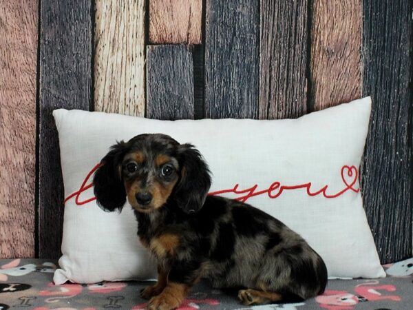 Dachshund-Dog-Female-Black / Tan-25444-Petland Scottsdale, Arizona