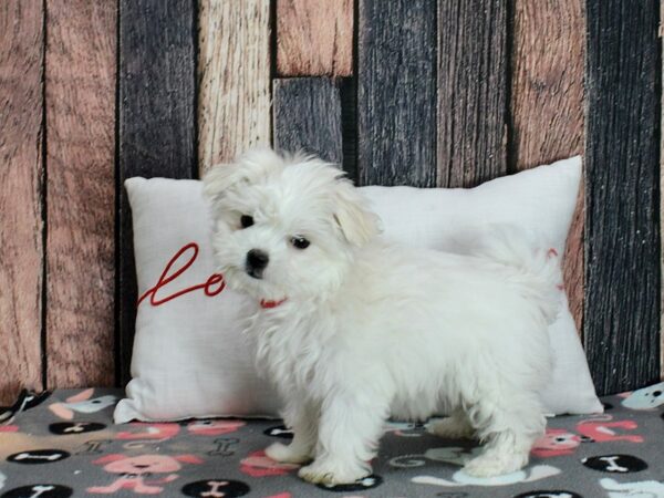 Maltese-Dog-Female-White-25446-Petland Scottsdale, Arizona