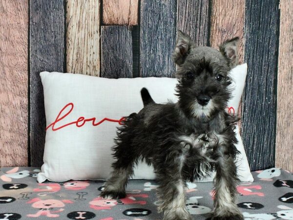 Miniature Schnauzer-Dog-Male-Salt / Pepper-25447-Petland Scottsdale, Arizona