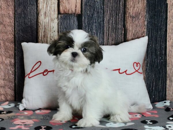 Shih Tzu-Dog-Female-White / Blue-25451-Petland Scottsdale, Arizona