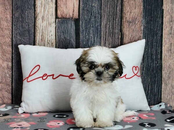 Shih Tzu-Dog-Female-Gold / White-25450-Petland Scottsdale, Arizona