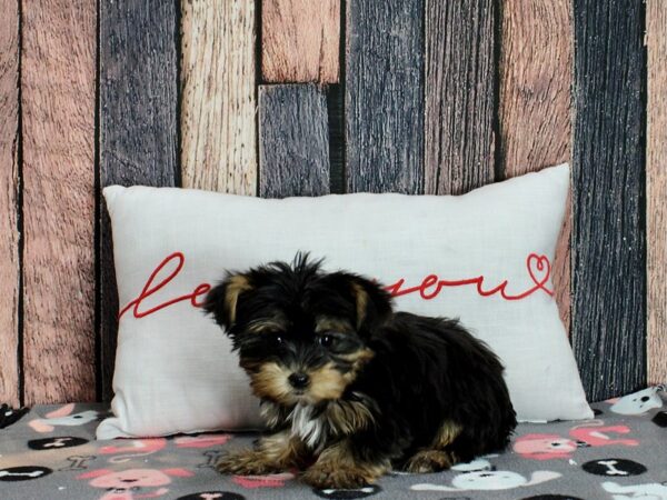 Yorkshire Terrier-Dog-Female-Black and Tan-25439-Petland Scottsdale, Arizona