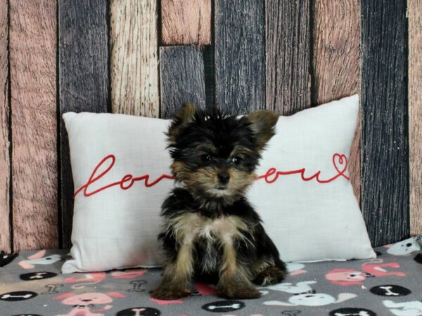 Yorkshire Terrier-Dog-Female-Black / Tan-25452-Petland Scottsdale, Arizona