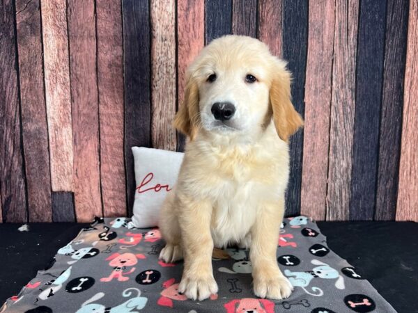 Golden Retriever-Dog-Male-Golden-25445-Petland Scottsdale, Arizona