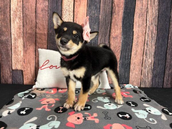 Shiba Inu-Dog-Female-Black and Tan-25437-Petland Scottsdale, Arizona