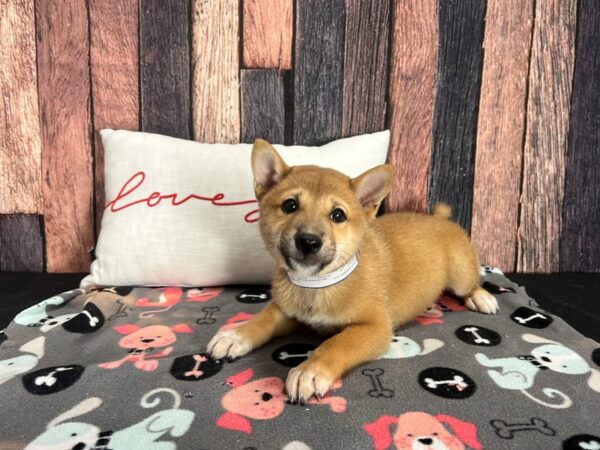 Shiba Inu-Dog-Male-Red Sesame-25436-Petland Scottsdale, Arizona