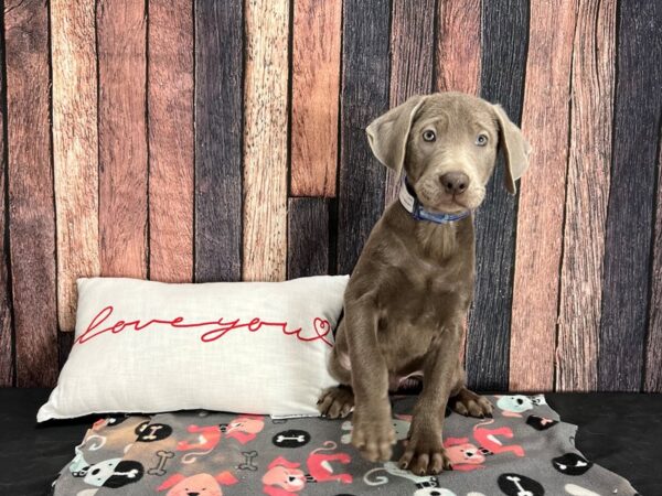 Labrador Retriever-Dog-Male-Silver-25435-Petland Scottsdale, Arizona