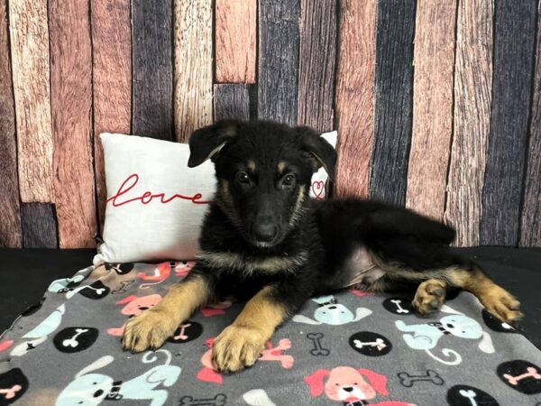 German Shepherd Dog-Dog-Male-Black and Tan-25434-Petland Scottsdale, Arizona