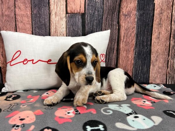 Beagle-Dog-Male-Black Tan and Red Ticked-25431-Petland Scottsdale, Arizona