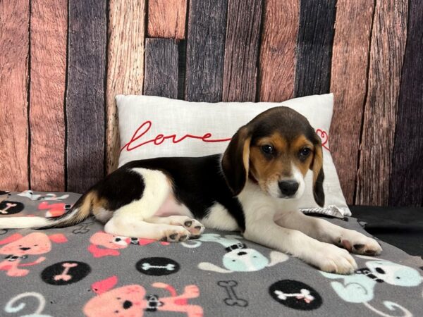 Beagle-Dog-Female-Black White and Tan-25432-Petland Scottsdale, Arizona