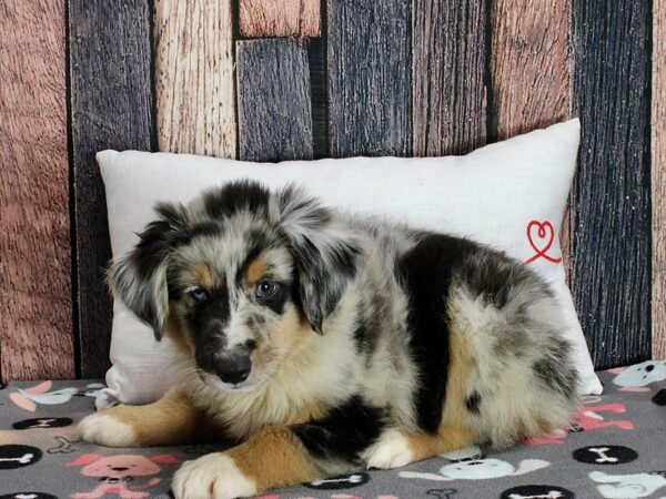 Miniature Australian Shepherd-Dog-Male-Blue Merle-25457-Petland Scottsdale, Arizona