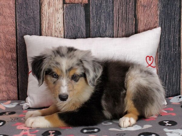 Miniature Australian Shepherd-Dog-Female-Blue Merle-25459-Petland Scottsdale, Arizona