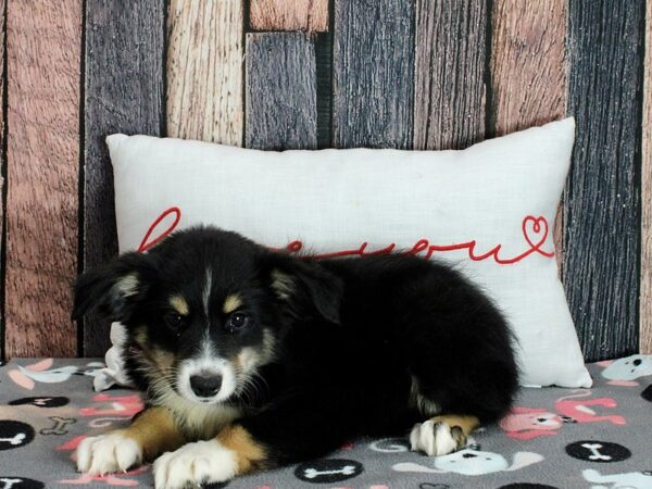 Miniature Australian Shepherd-Dog-Female-Tri-Color-25460-Petland Scottsdale, Arizona