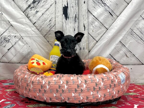 Scottish Terrier-Dog-Female-Black-25479-Petland Scottsdale, Arizona
