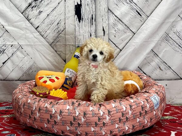 Poodle-Dog-Female-Cream-25477-Petland Scottsdale, Arizona