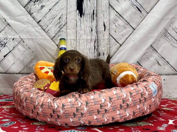 Dachshund-Dog-Female-Chocolate / Tan-25473-Petland Scottsdale, Arizona