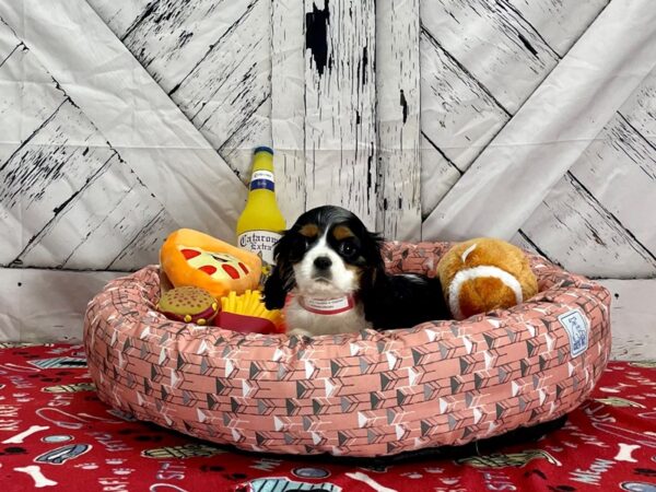 Cavalier King Charles Spaniel-Dog-Female-Black White / Tan-25472-Petland Scottsdale, Arizona
