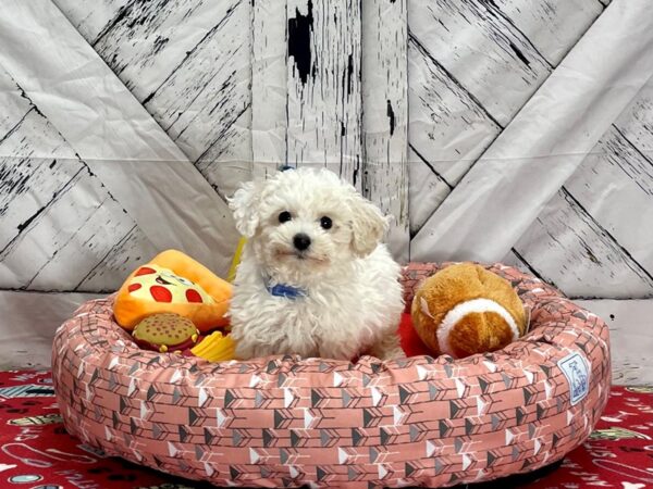 F1B Bichpoo-Dog-Male-White and Cream-25469-Petland Scottsdale, Arizona