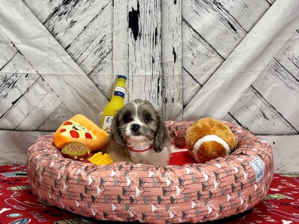 Cavalier King Charles Spaniel/Poodle-Dog-Female-Blue Merle-25467-Petland Scottsdale, Arizona