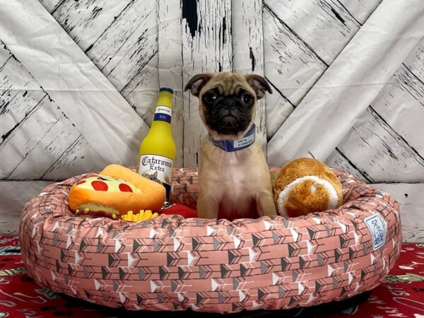Pug-Dog-Male-Apricot Fawn-25466-Petland Scottsdale, Arizona