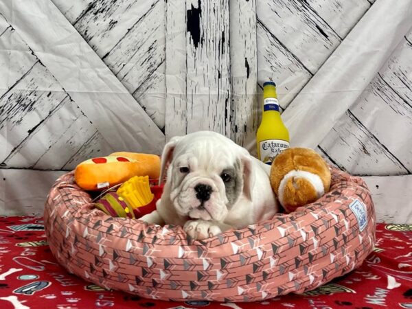 English Bulldog-Dog-Female-Red Merle-25461-Petland Scottsdale, Arizona