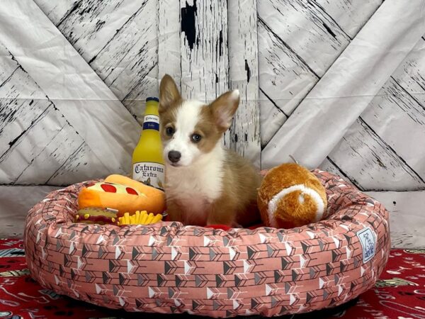 Pembroke Cardigan Corgi-Dog-Female--25484-Petland Scottsdale, Arizona