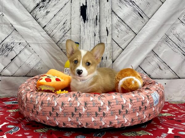 Pembroke Cardigan Corgi-Dog-Male--25483-Petland Scottsdale, Arizona