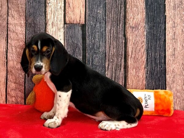 Beagle-Dog-Male-Black White and Tan-25502-Petland Scottsdale, Arizona