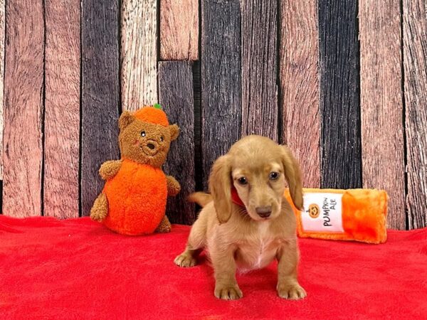 Dachshund-Dog-Female-Red-25501-Petland Scottsdale, Arizona