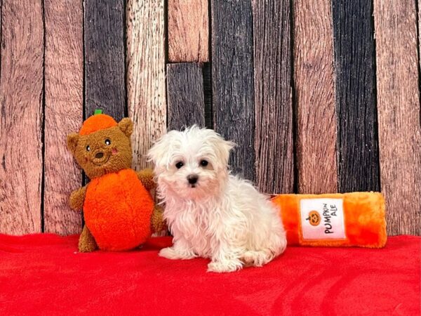 Maltese-Dog-Female-White-25509-Petland Scottsdale, Arizona