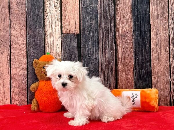 Maltese-Dog-Male-White-25510-Petland Scottsdale, Arizona